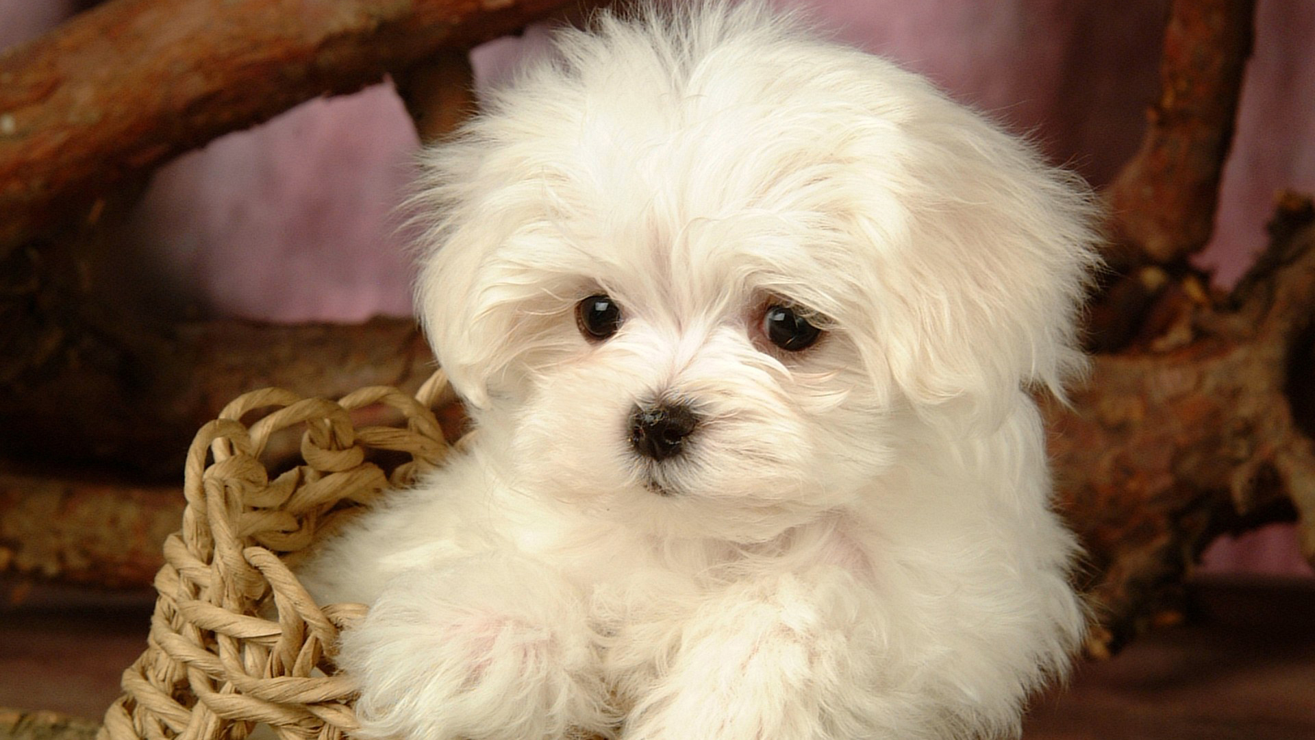 Cute White Dog Wallpapers