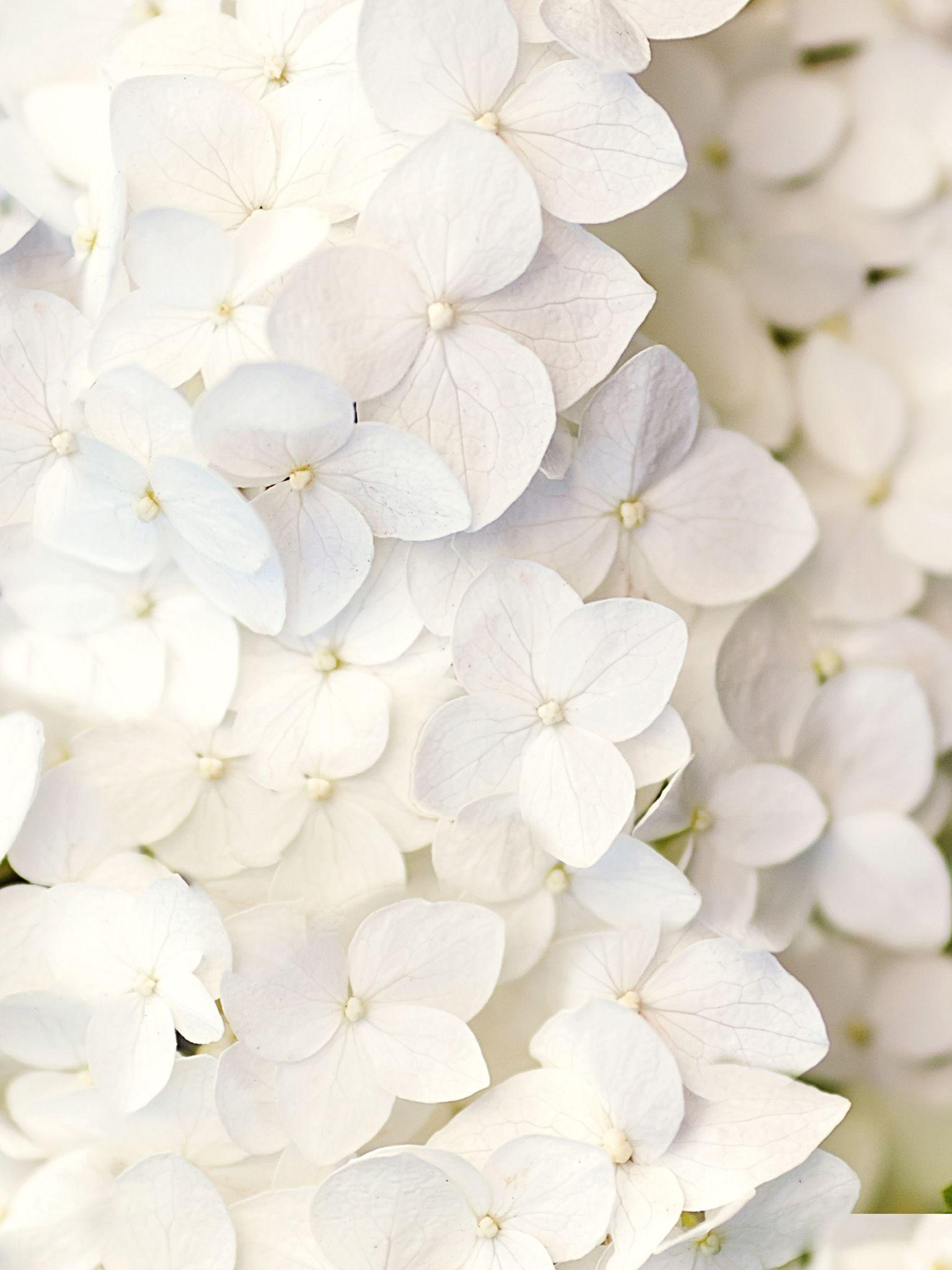 Cute White Flower Wallpapers