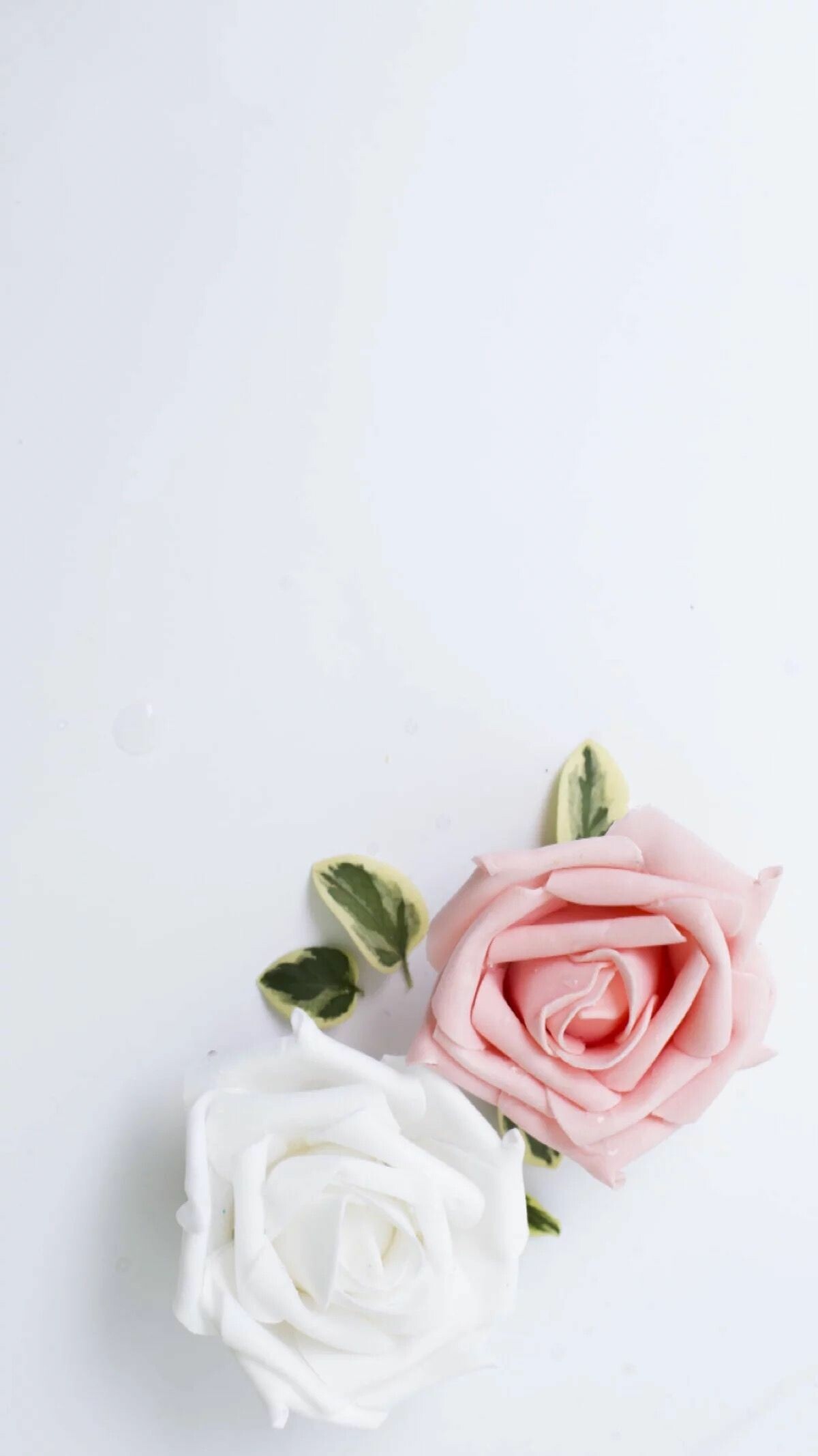 Cute White Flower Wallpapers