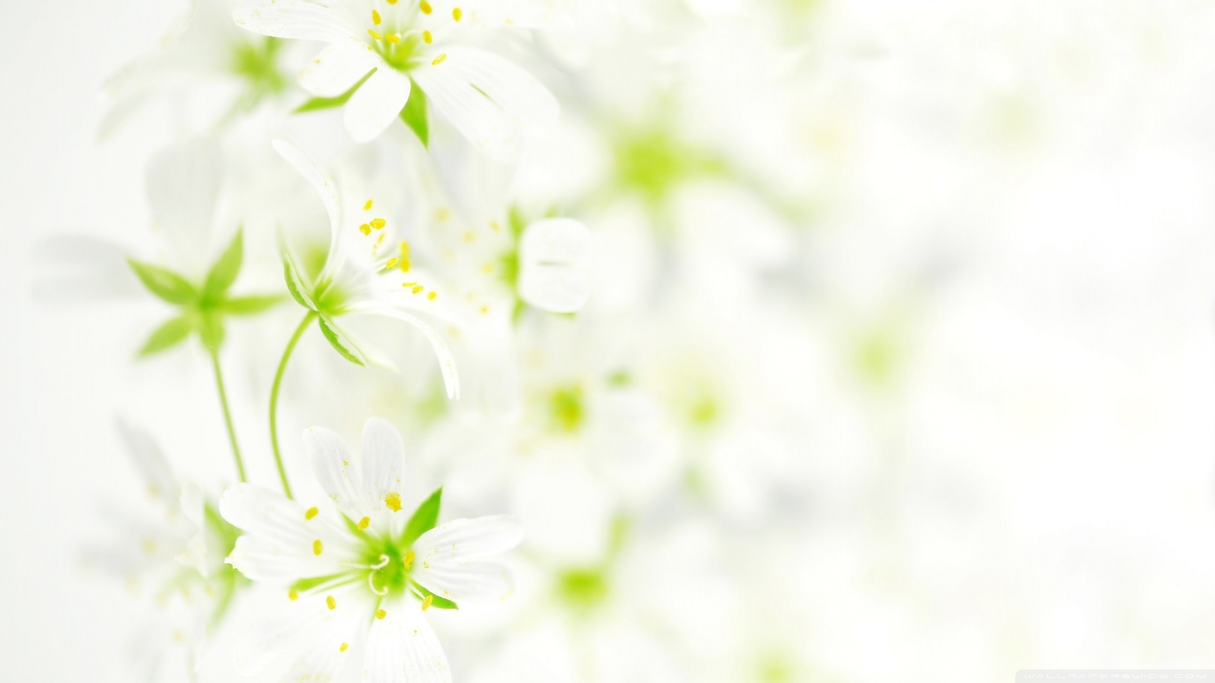 Cute White Flower Wallpapers
