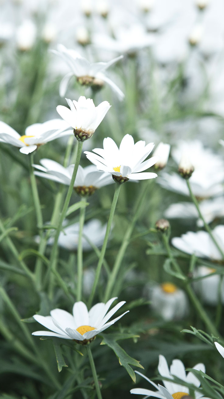 Cute White Flower Wallpapers