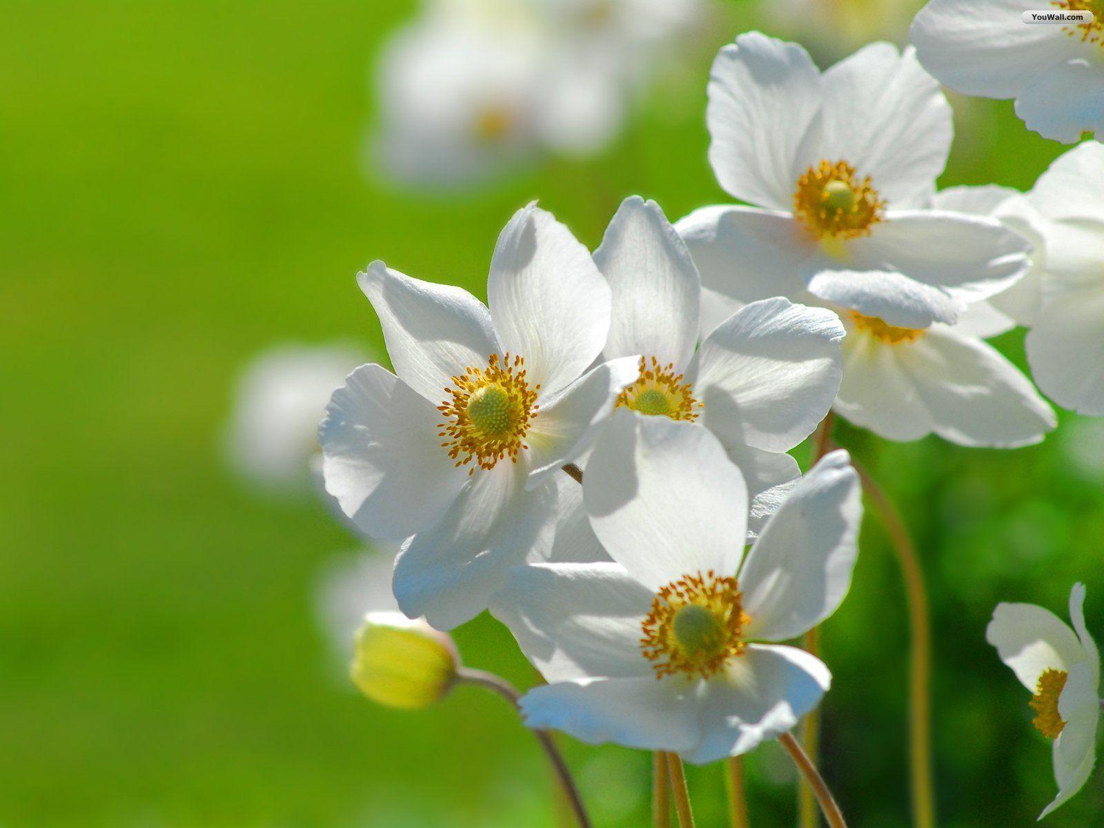 Cute White Flower Wallpapers