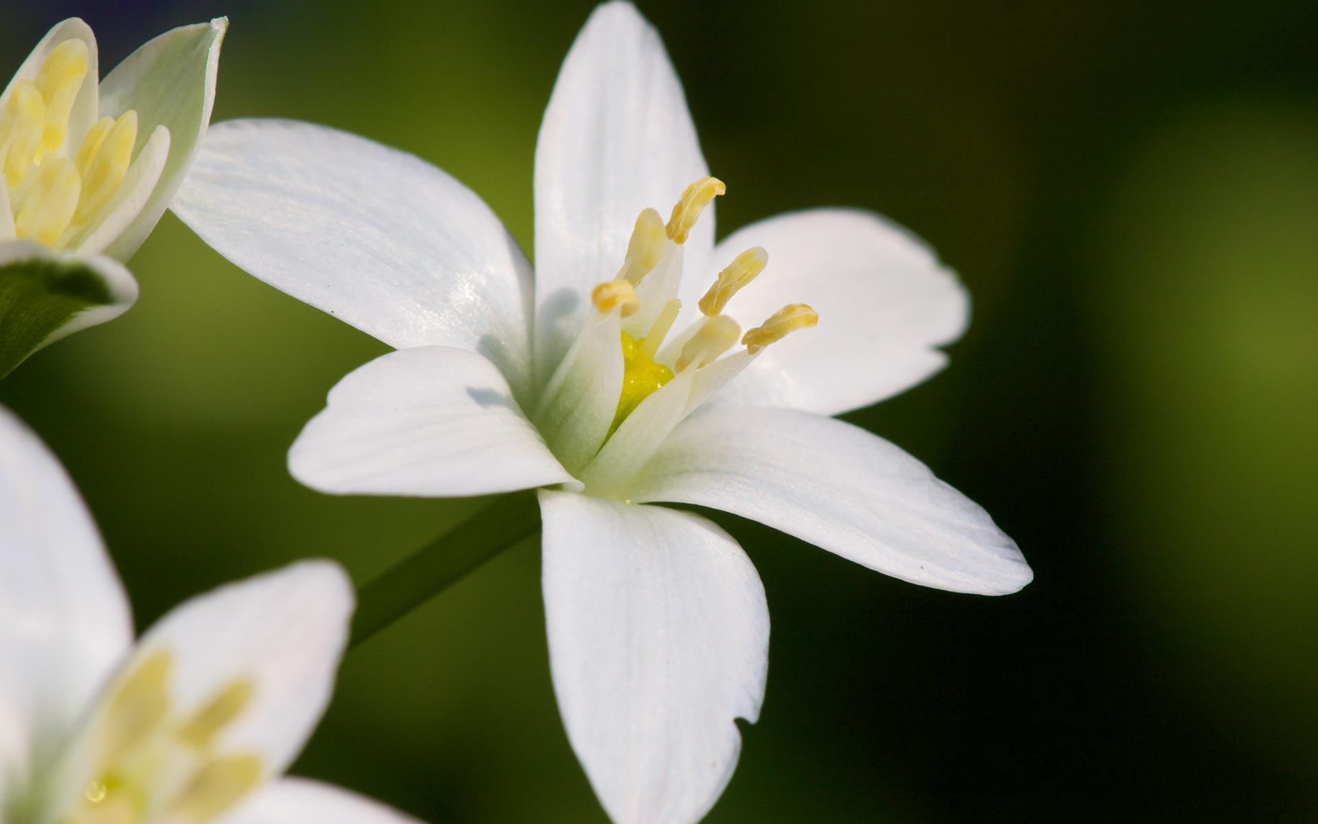 Cute White Flower Wallpapers