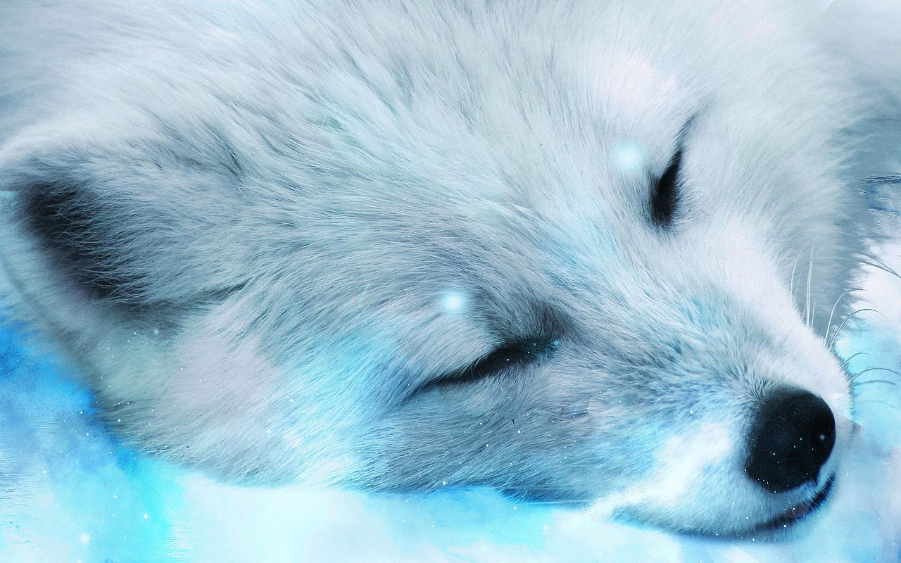 Cute White Fox Wallpapers