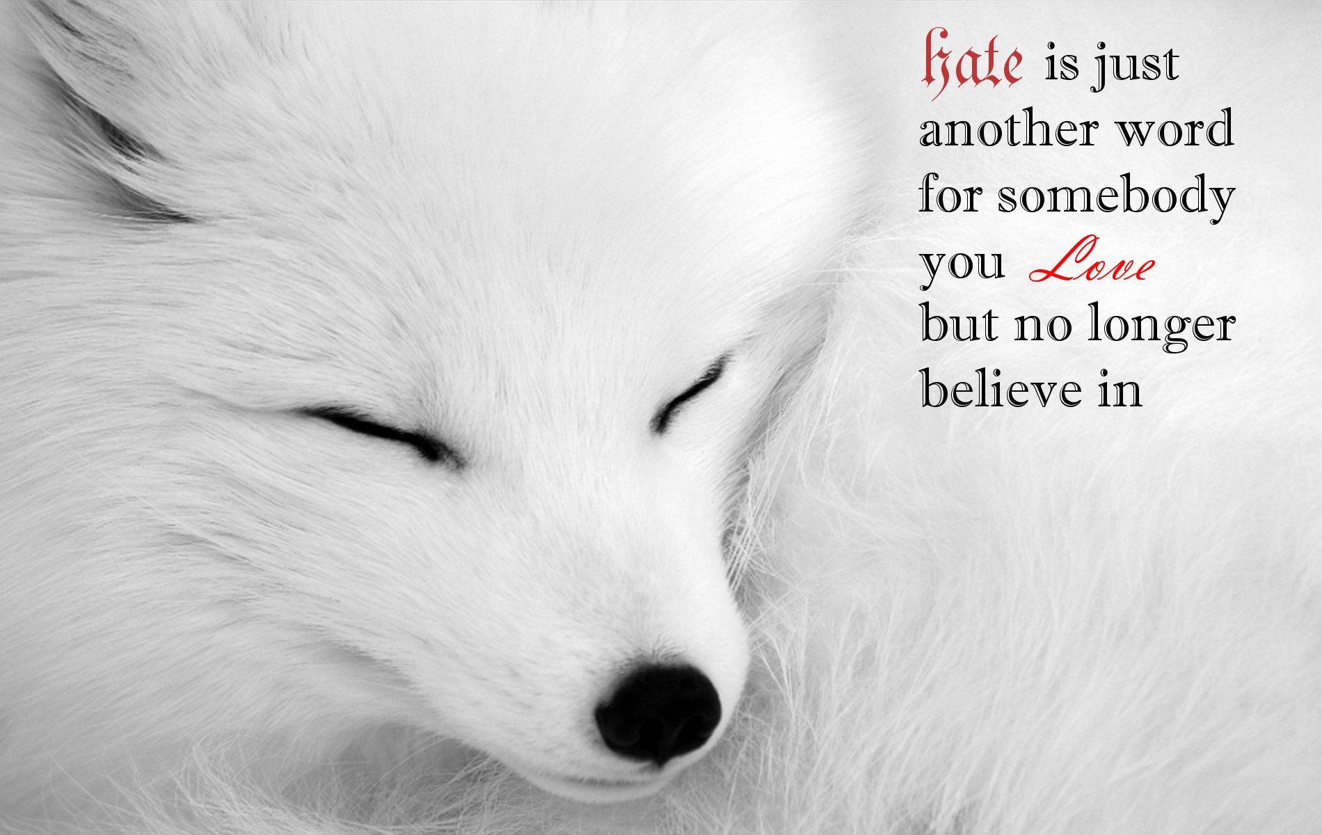 Cute White Fox Wallpapers