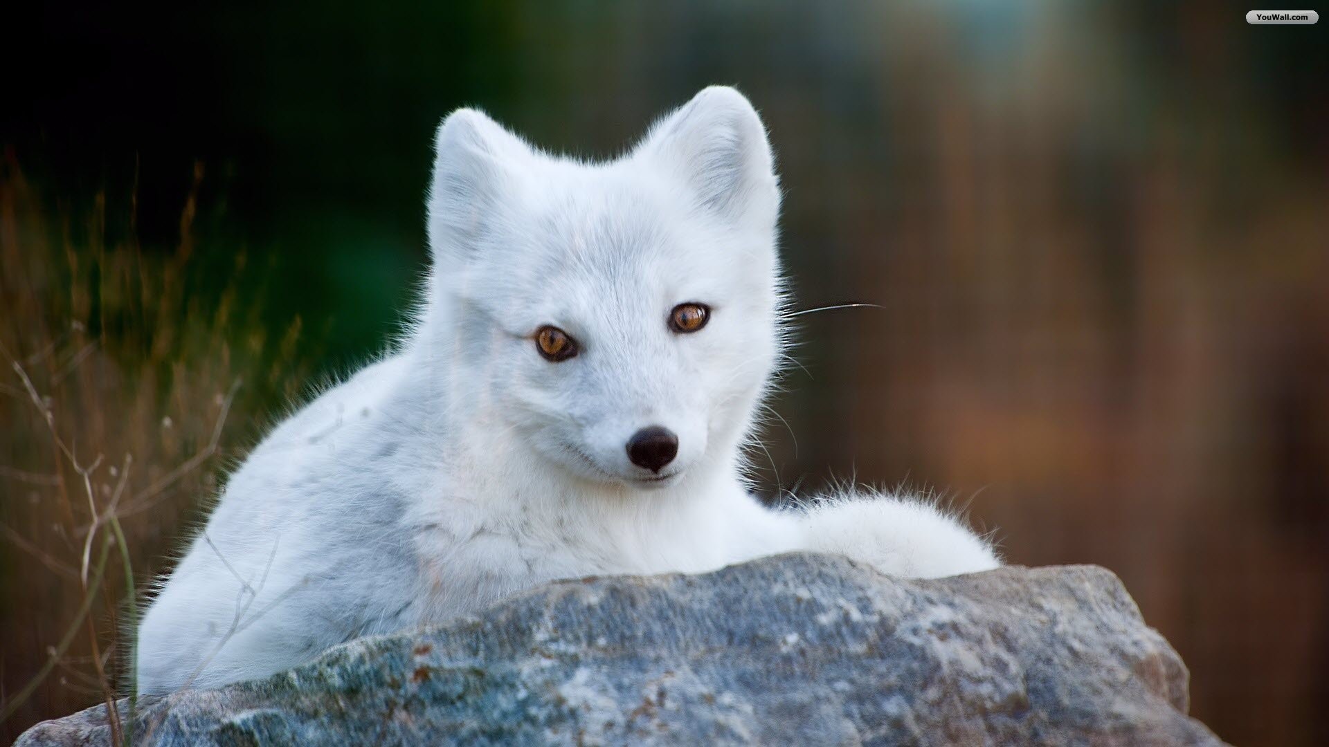 Cute White Fox Wallpapers