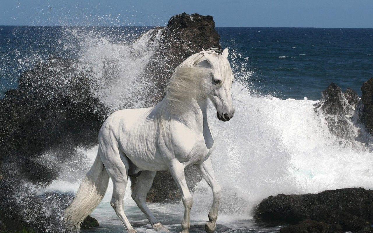 Cute White Horse Wallpapers