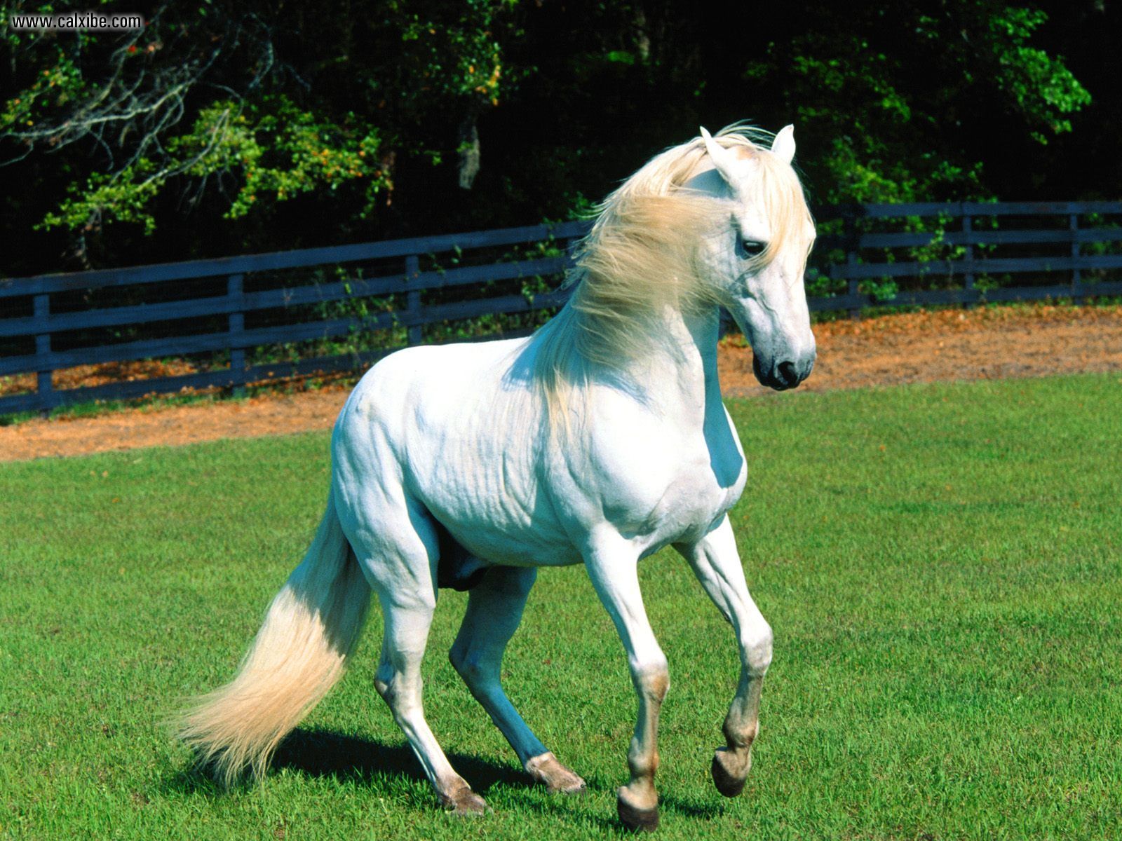 Cute White Horse Wallpapers