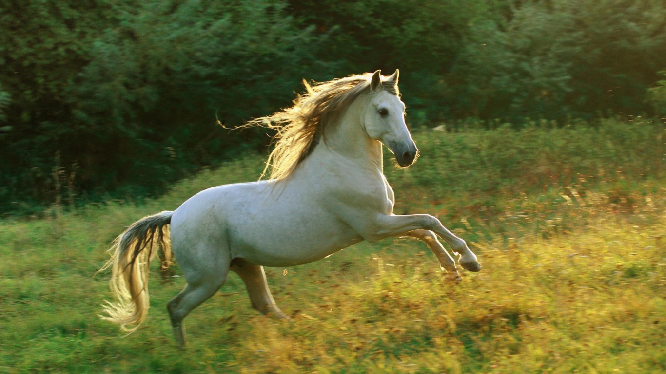 Cute White Horse Wallpapers