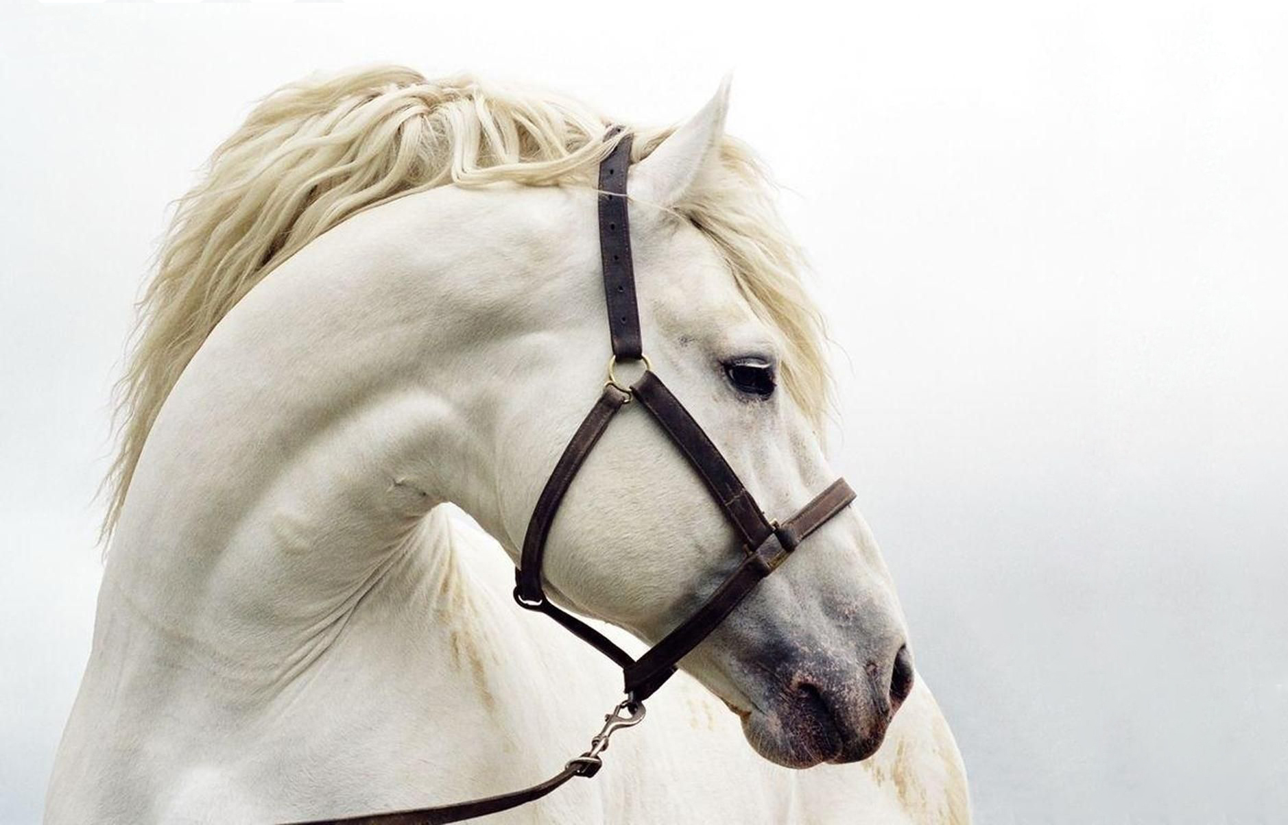 Cute White Horse Wallpapers