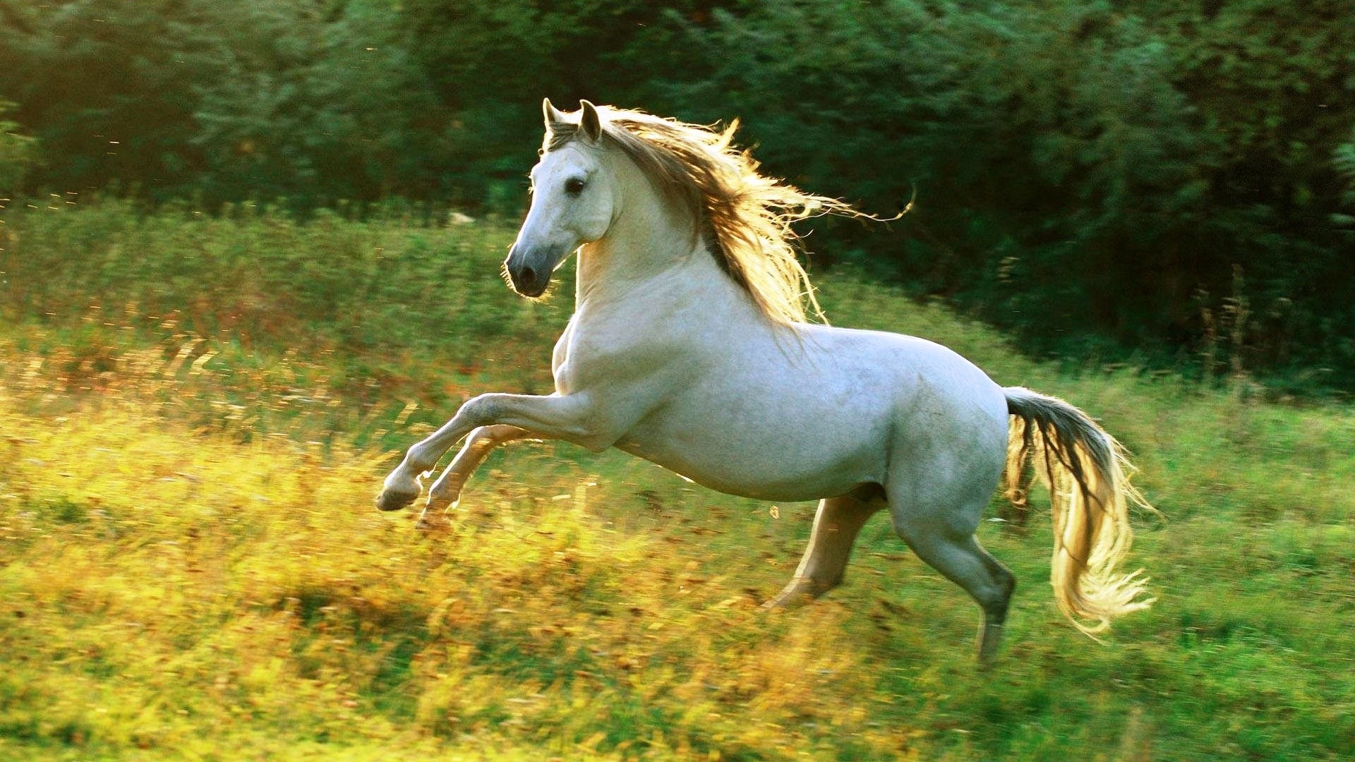 Cute White Horse Wallpapers