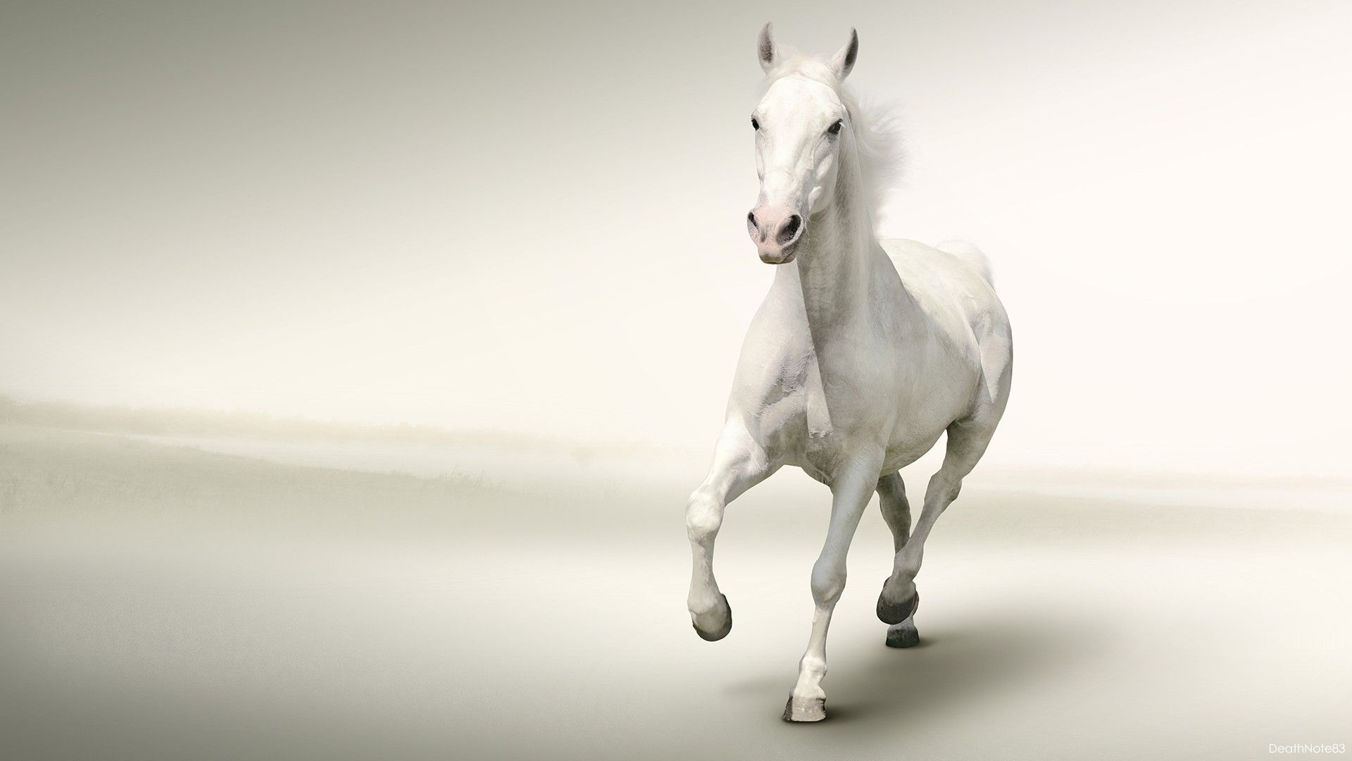 Cute White Horse Wallpapers