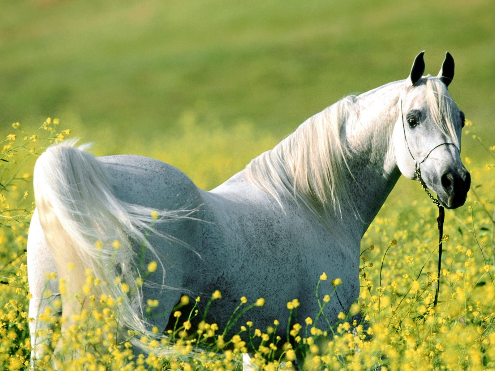 Cute White Horse Wallpapers