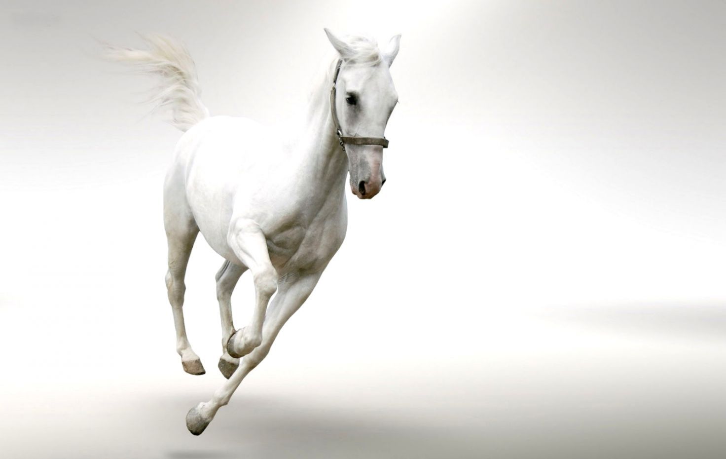 Cute White Horse Wallpapers