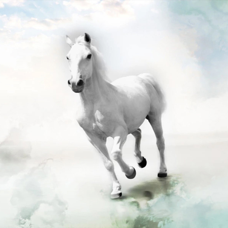 Cute White Horse Wallpapers