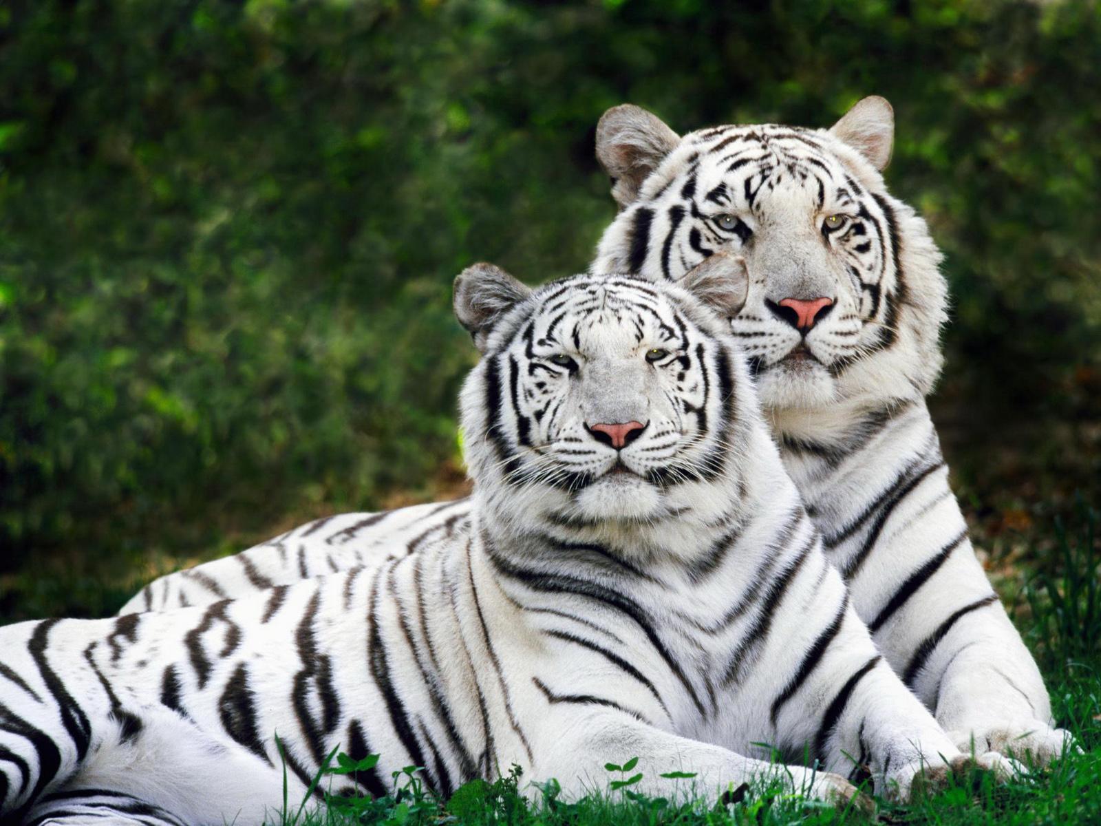 Cute White Tiger Wallpapers