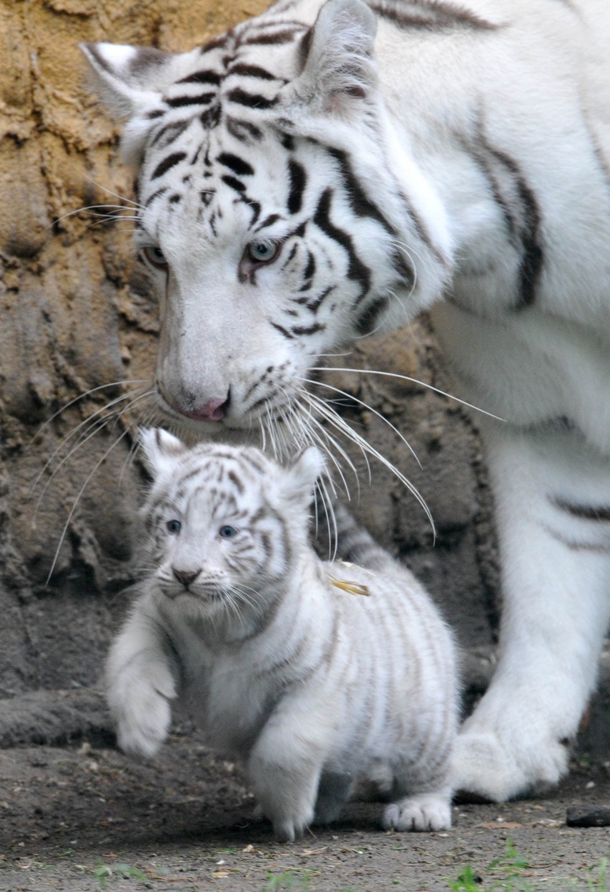 Cute White Tiger Wallpapers