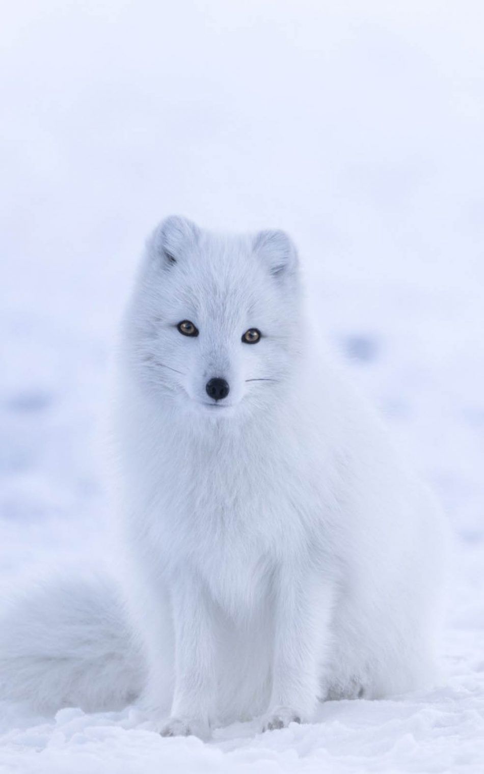 Cute Winter Fox Wallpapers