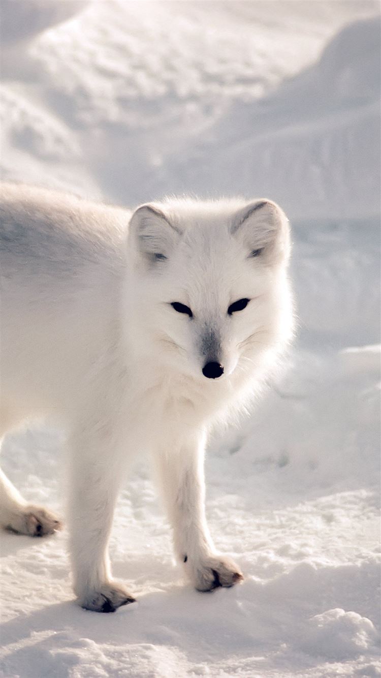 Cute Winter Fox Wallpapers