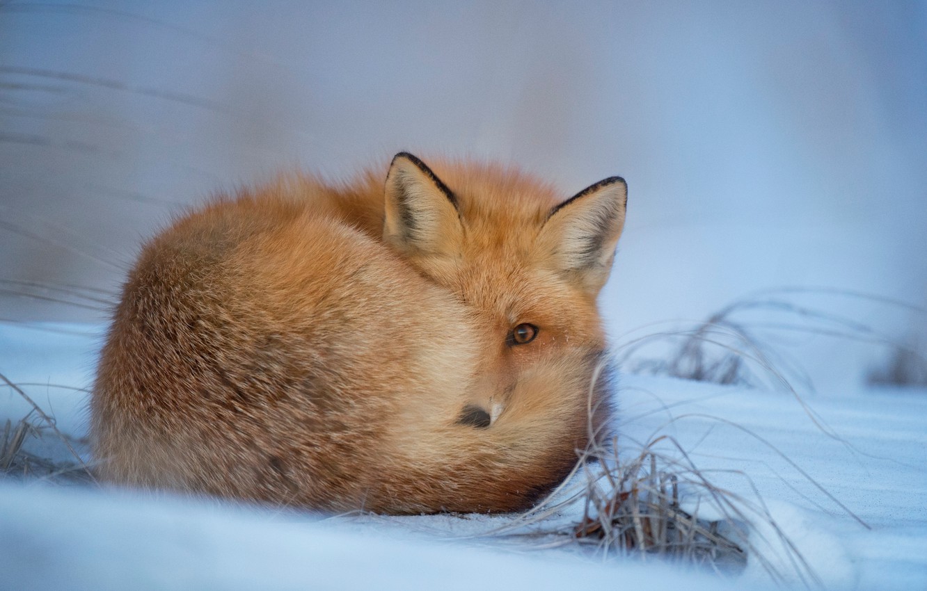 Cute Winter Fox Wallpapers