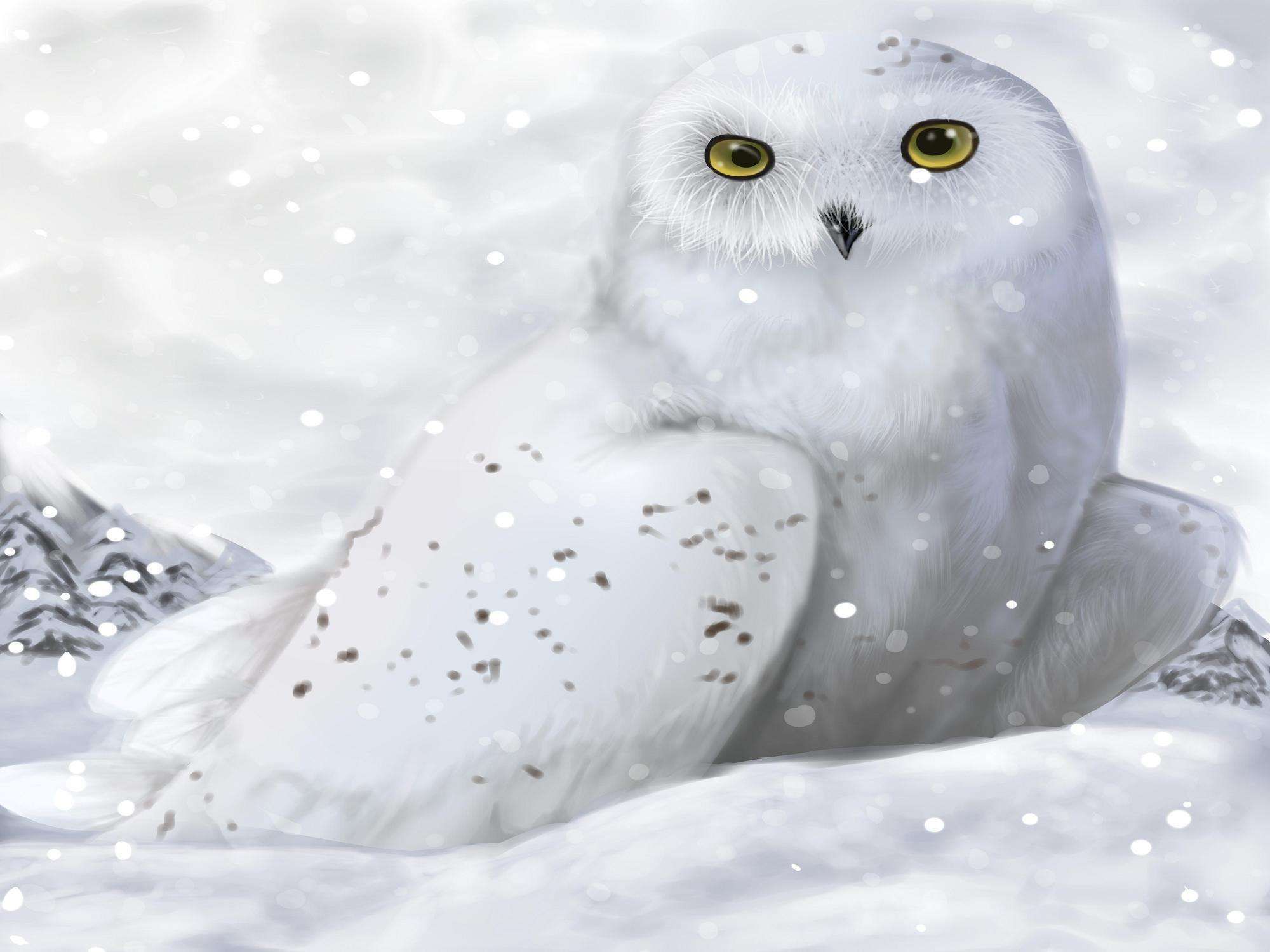 Cute Winter Owl Wallpapers