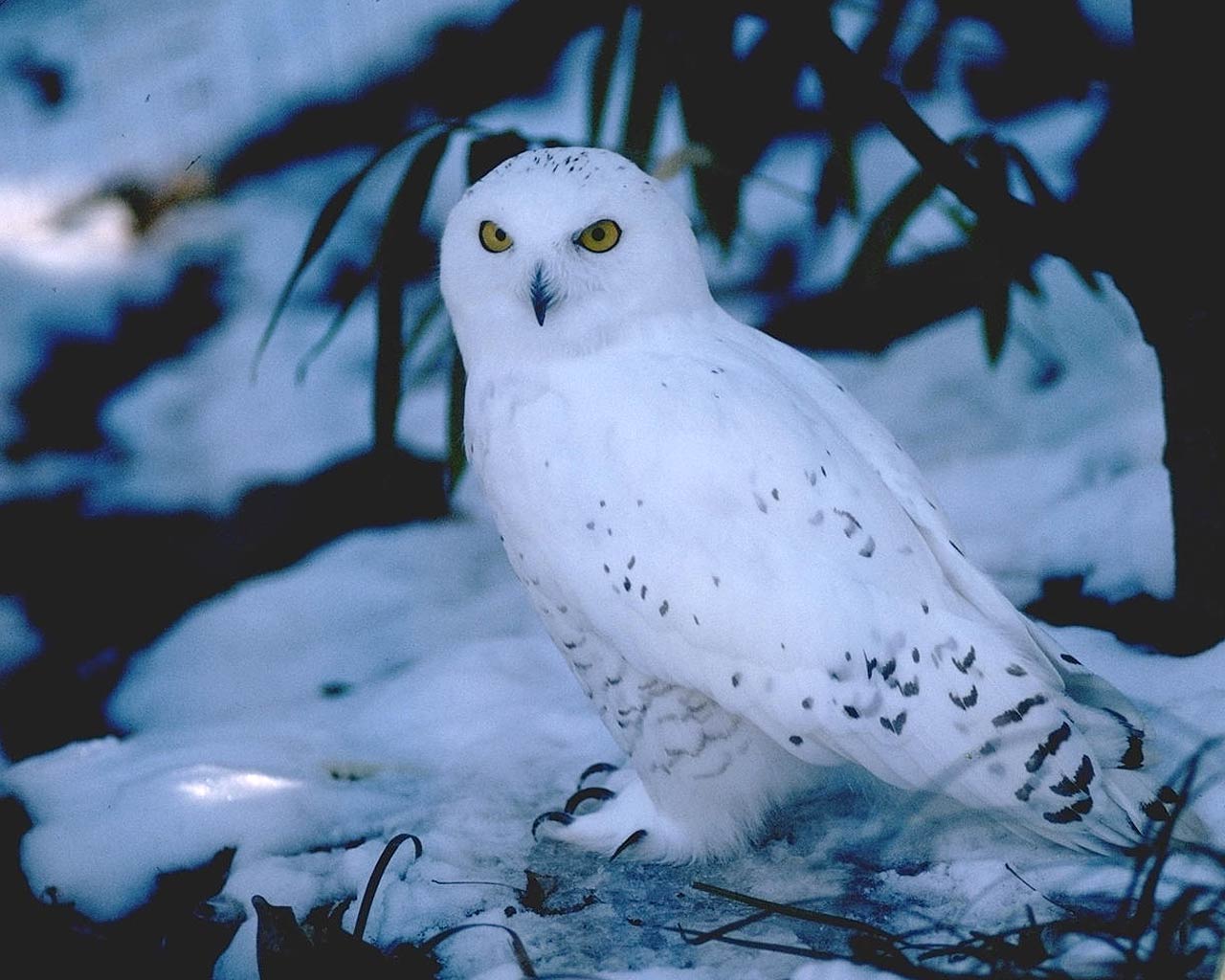 Cute Winter Owl Wallpapers