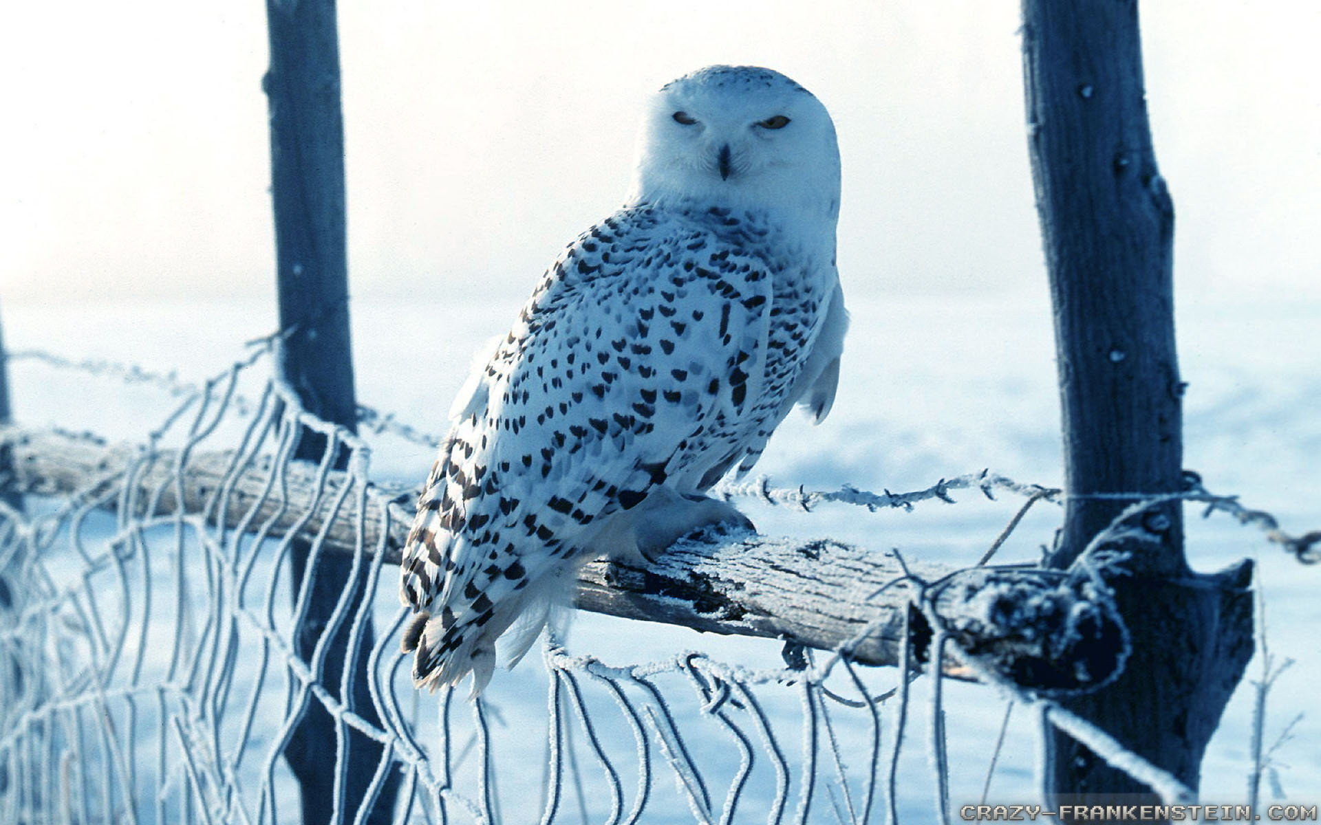 Cute Winter Owl Wallpapers