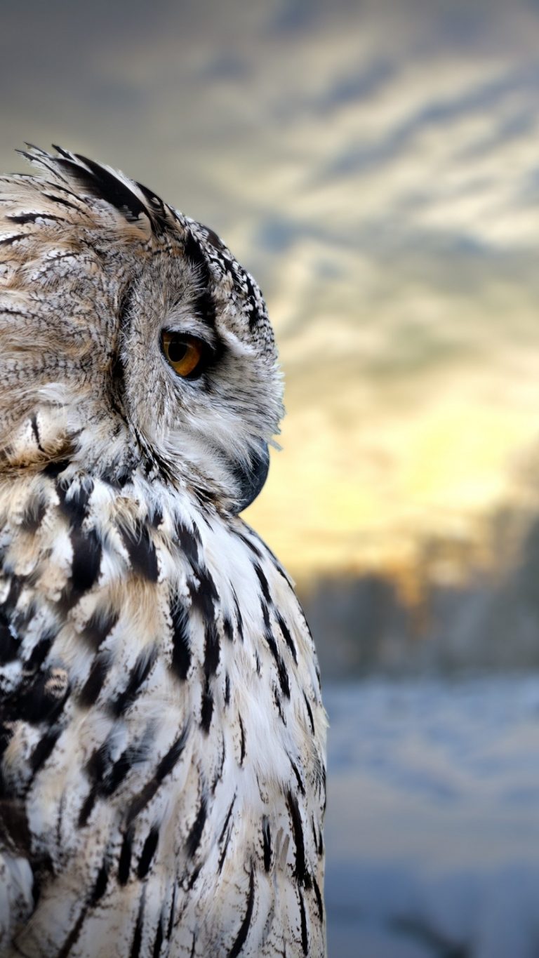 Cute Winter Owl Wallpapers