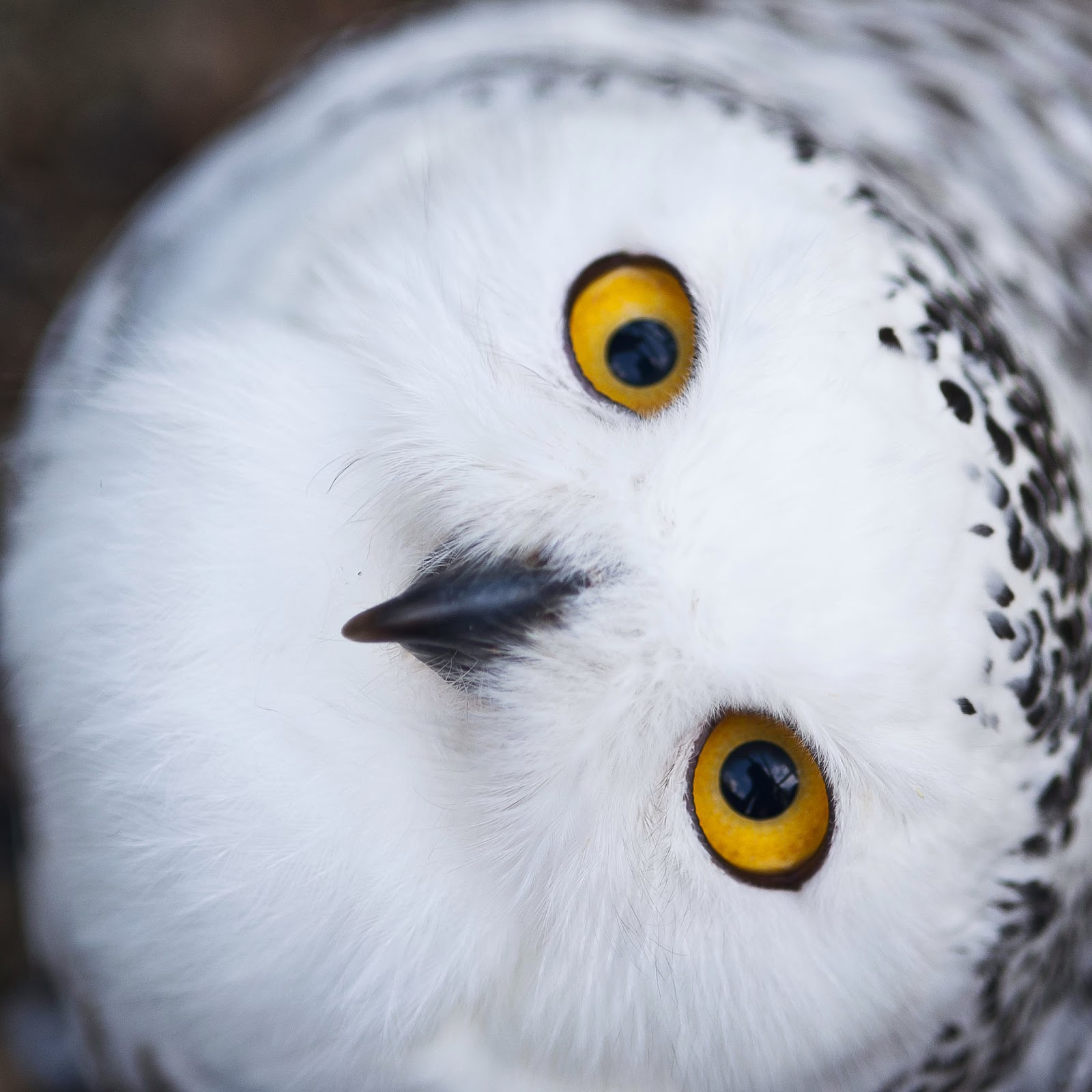 Cute Winter Owl Wallpapers