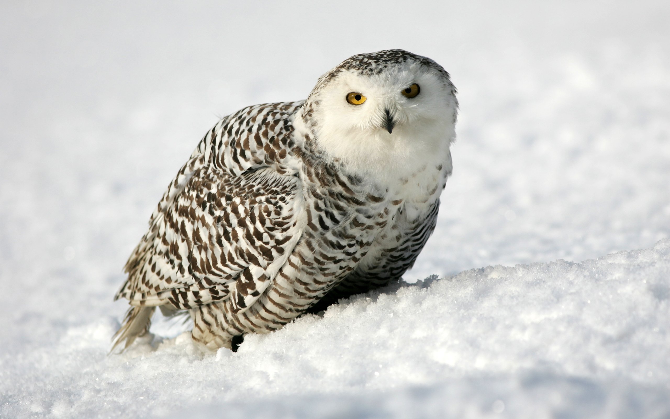 Cute Winter Owl Wallpapers