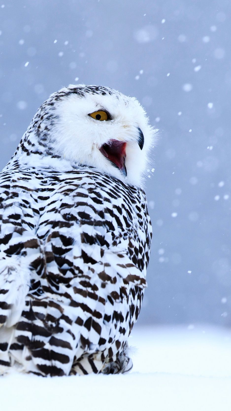 Cute Winter Owl Wallpapers