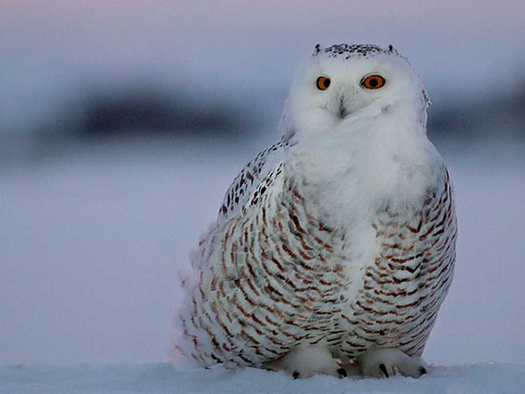 Cute Winter Owl Wallpapers