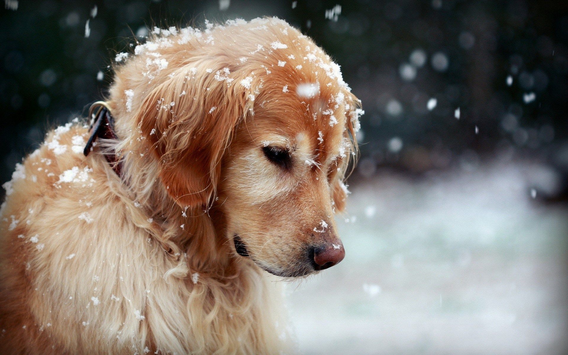 Cute Winter Puppy Wallpapers Wallpapers