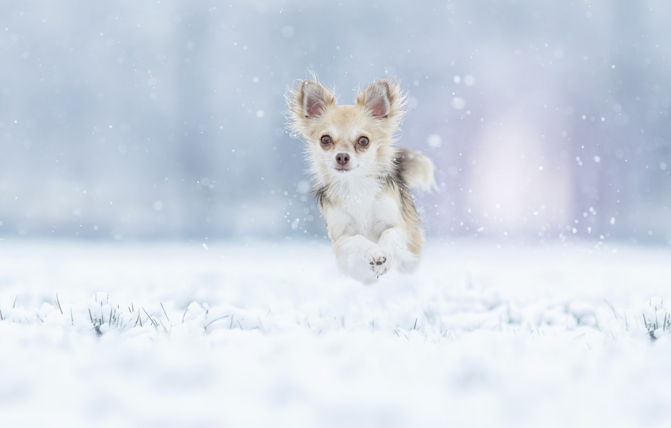 Cute Winter Puppy Wallpapers Wallpapers