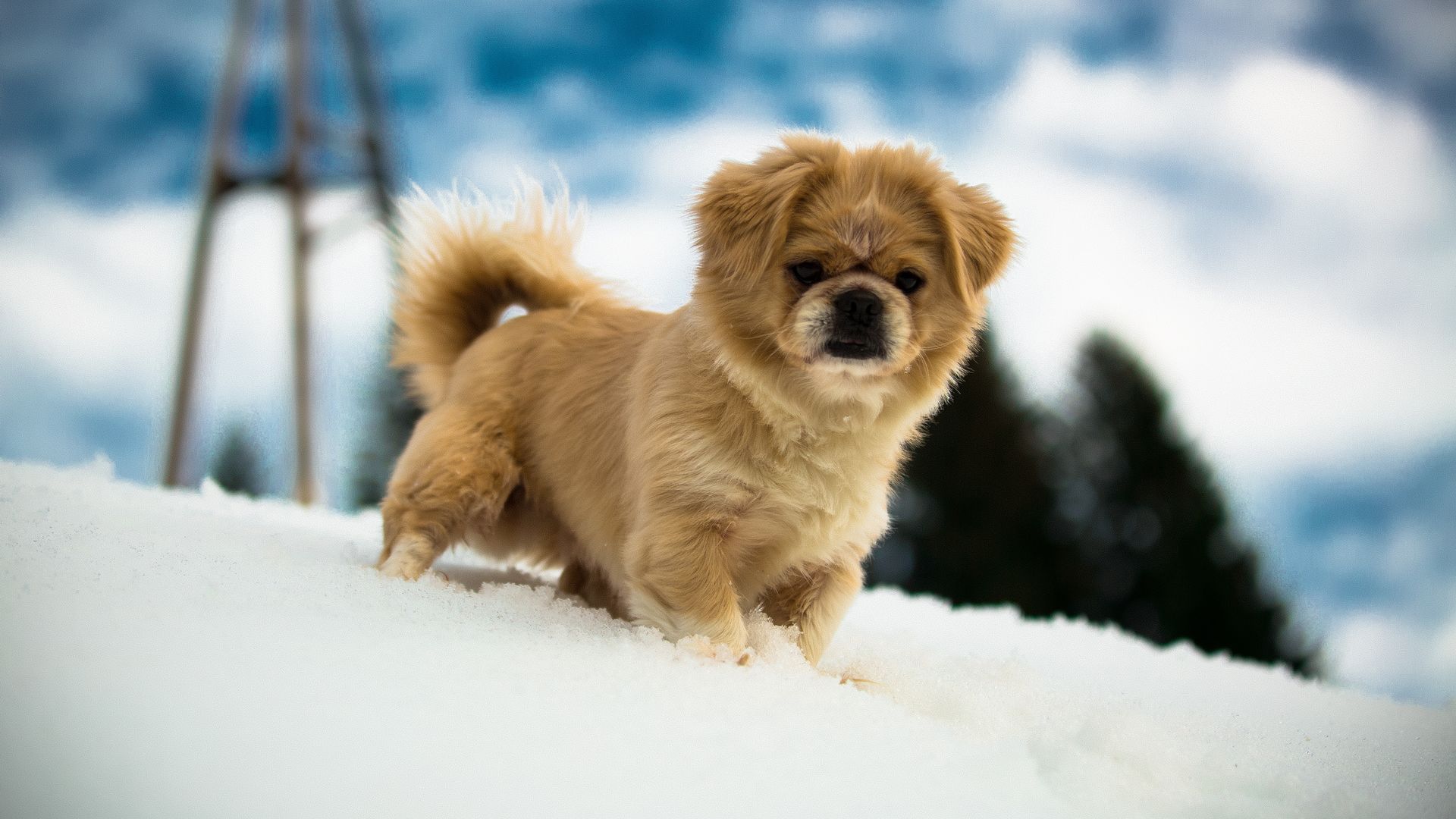 Cute Winter Puppy Wallpapers Wallpapers