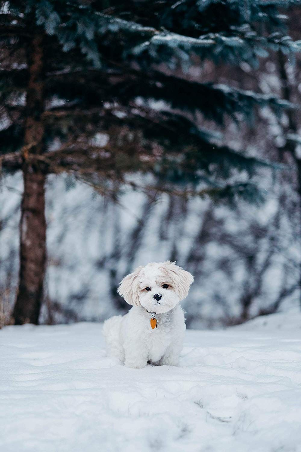 Cute Winter Puppy Wallpapers Wallpapers