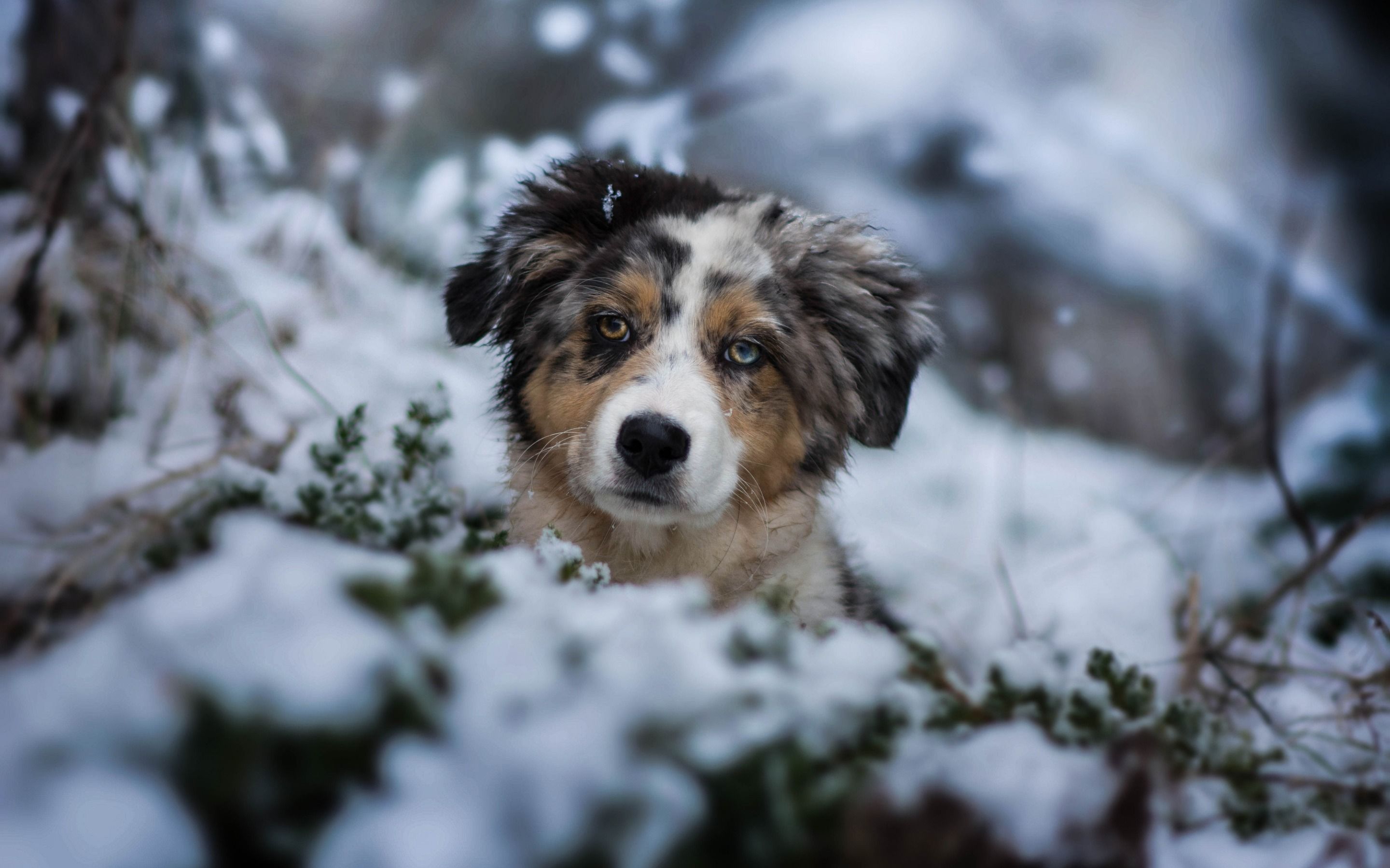 Cute Winter Puppy Wallpapers Wallpapers