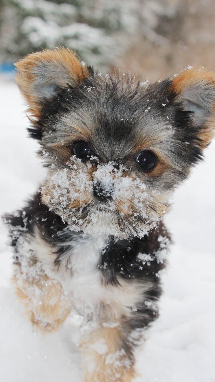 Cute Winter Puppy Wallpapers Wallpapers