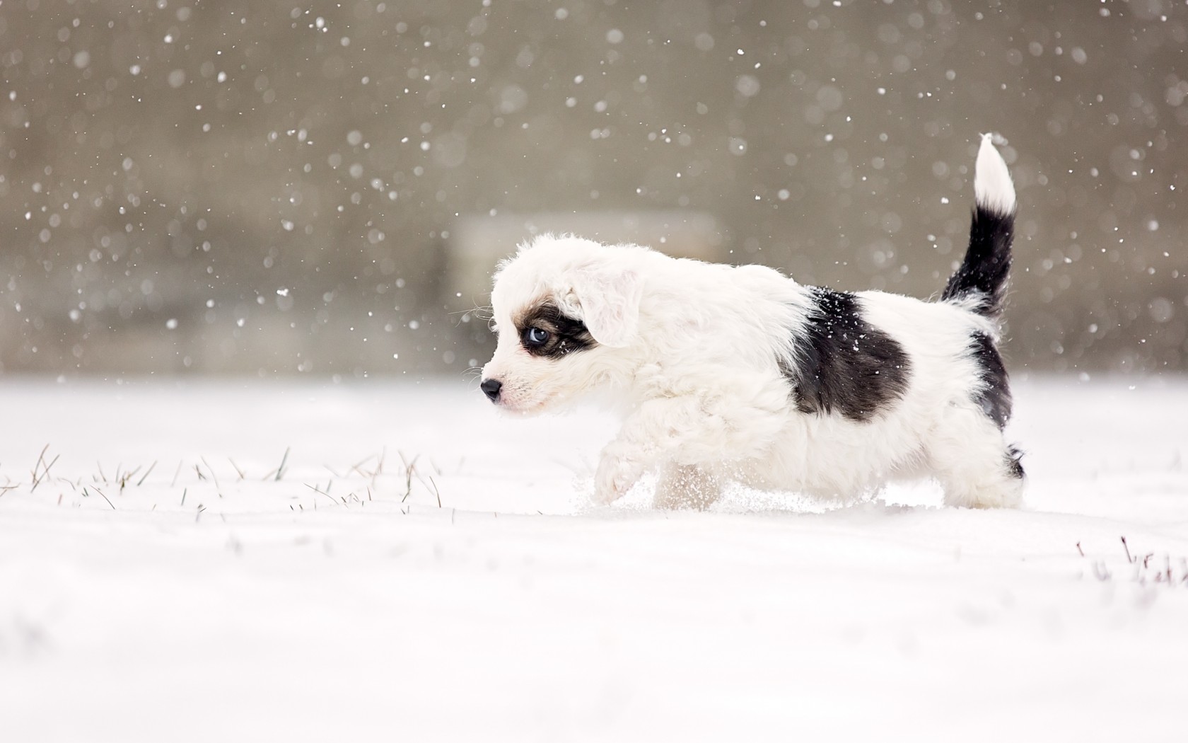 Cute Winter Puppy Wallpapers Wallpapers