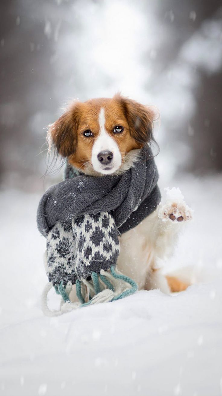Cute Winter Puppy Wallpapers Wallpapers