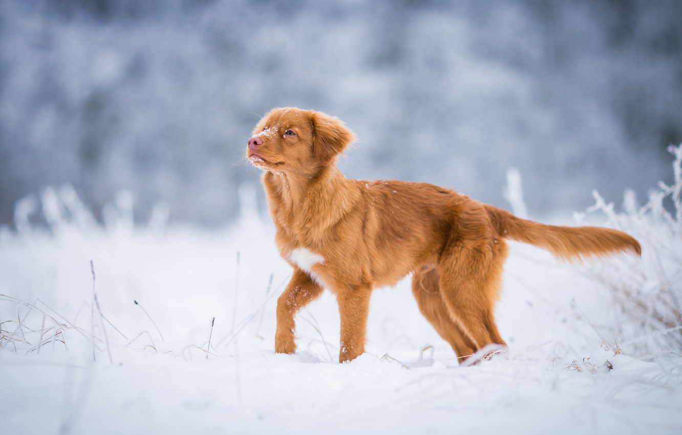 Cute Winter Puppy Wallpapers Wallpapers