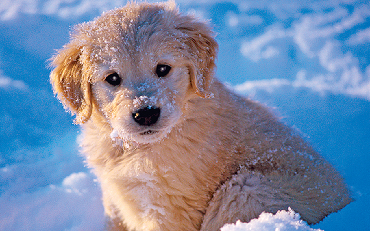 Cute Winter Puppy Wallpapers Wallpapers