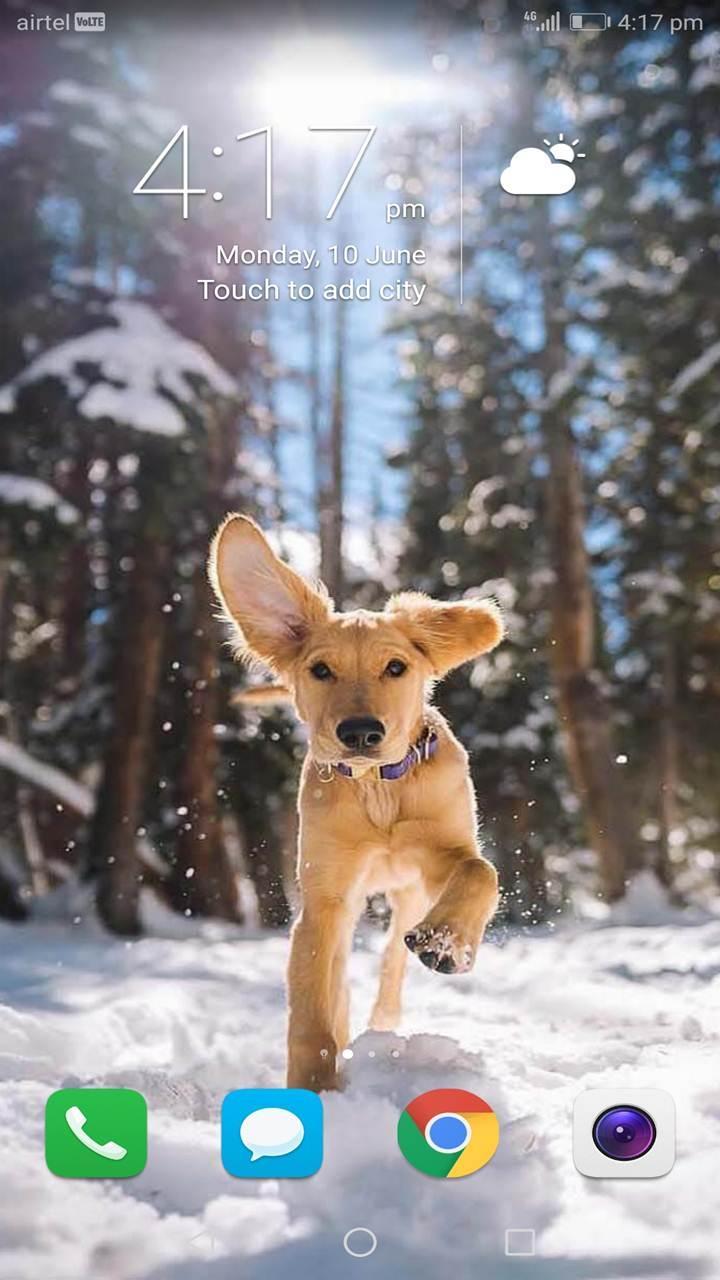 Cute Winter Puppy Wallpapers Wallpapers