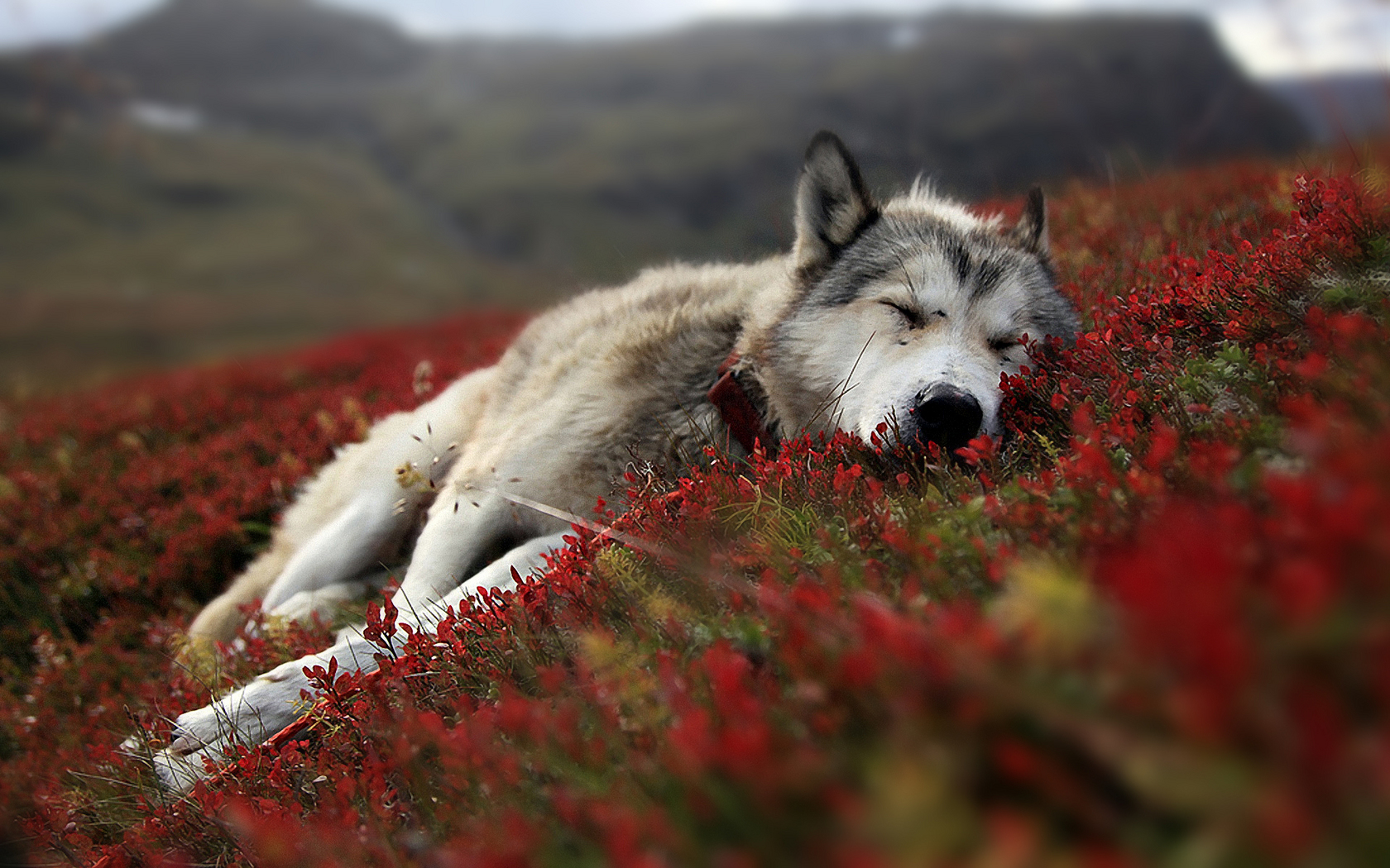 Cute Wolf Wallpapers