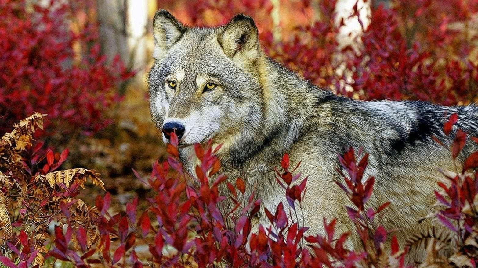 Cute Wolf Wallpapers Wallpapers