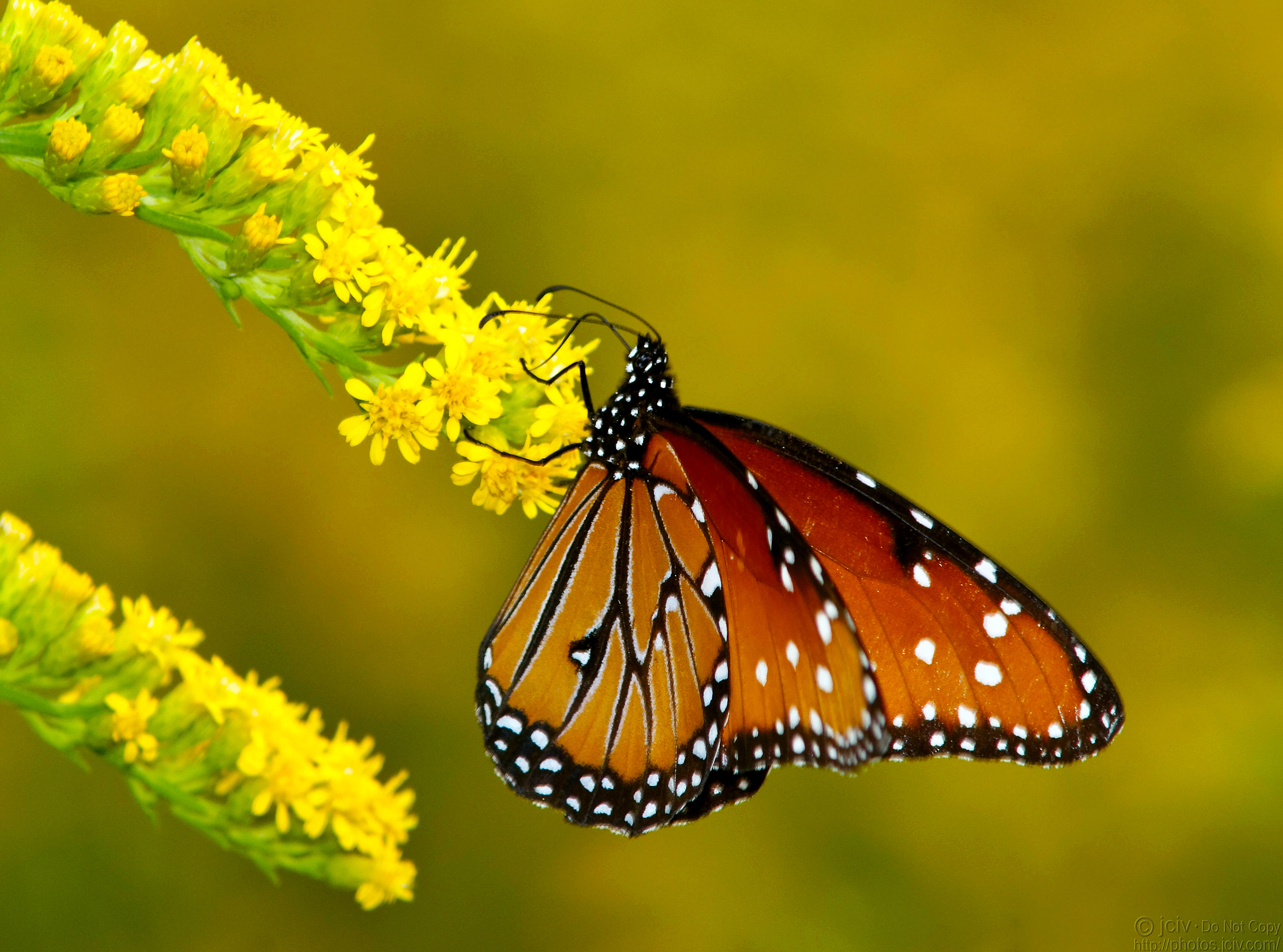 Cute Yellow Butterflies Wallpapers