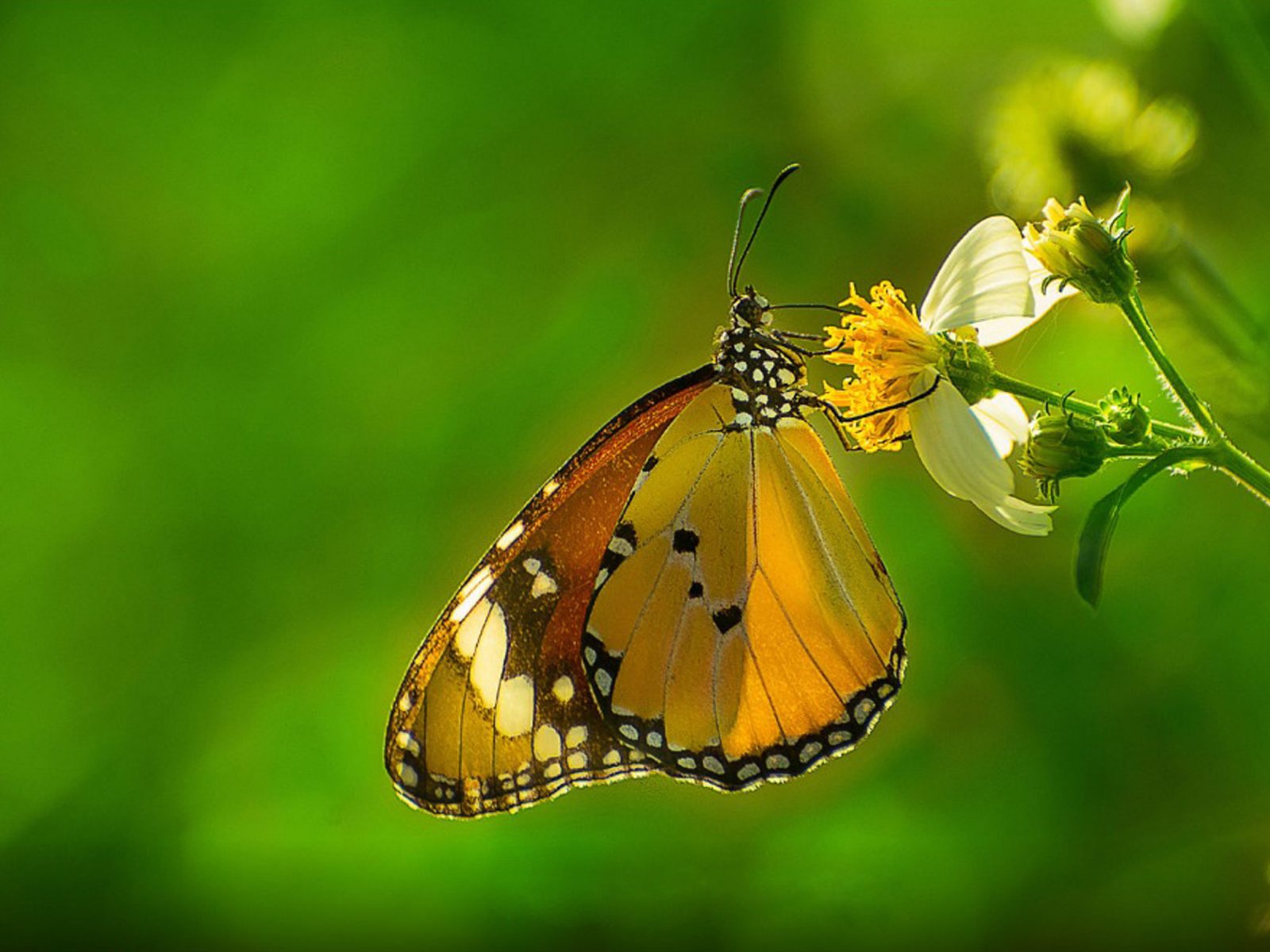 Cute Yellow Butterflies Wallpapers