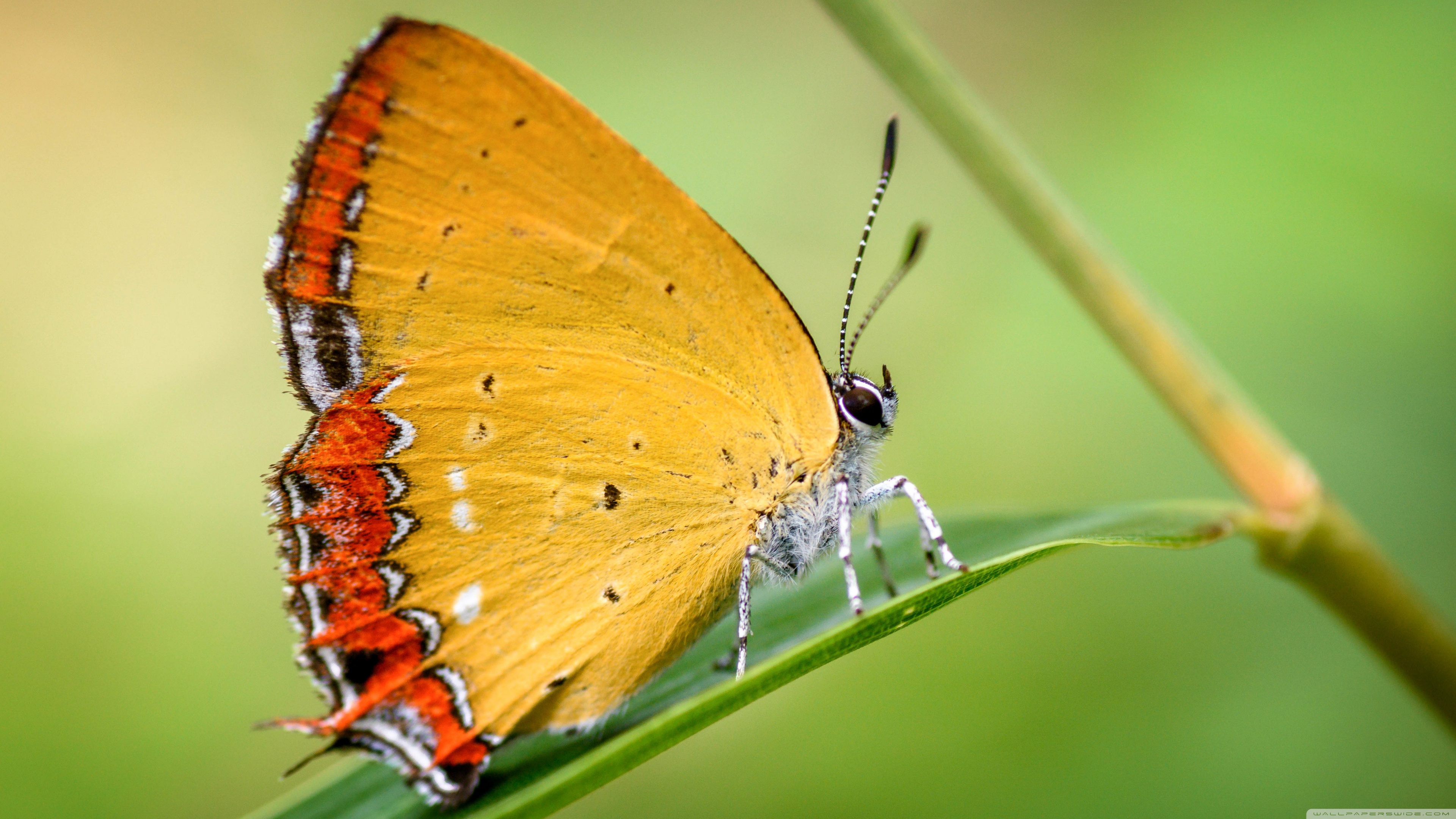 Cute Yellow Butterflies Wallpapers