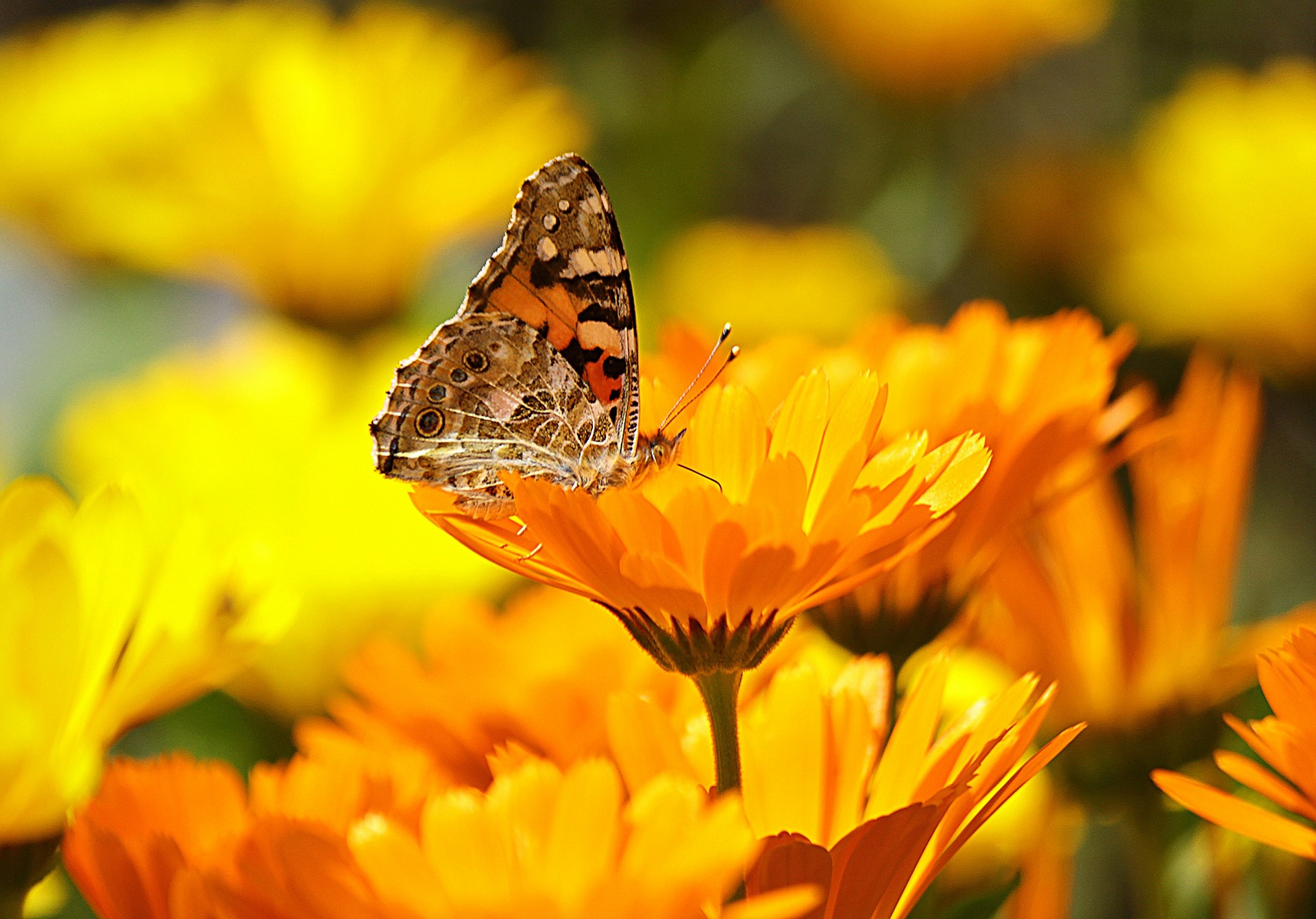 Cute Yellow Butterflies Wallpapers