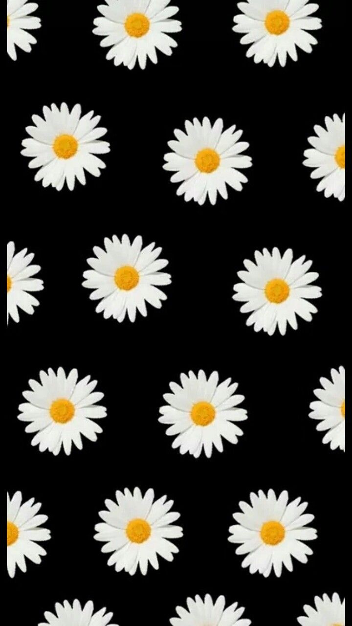 Cute Yellow Daisy Wallpapers